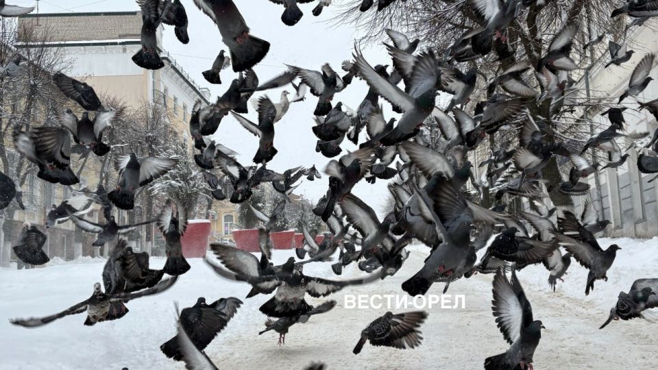 ����� ������� ����� � �������� ������ ��������������