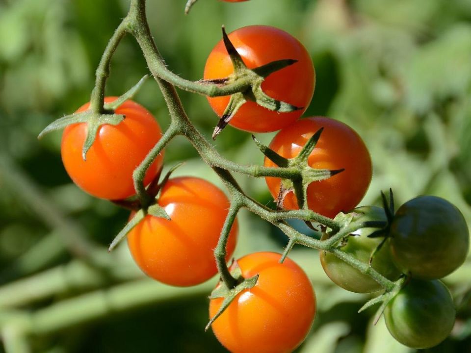 Топ-сорта черри для теплиц: сладкие, урожайные и экзотические