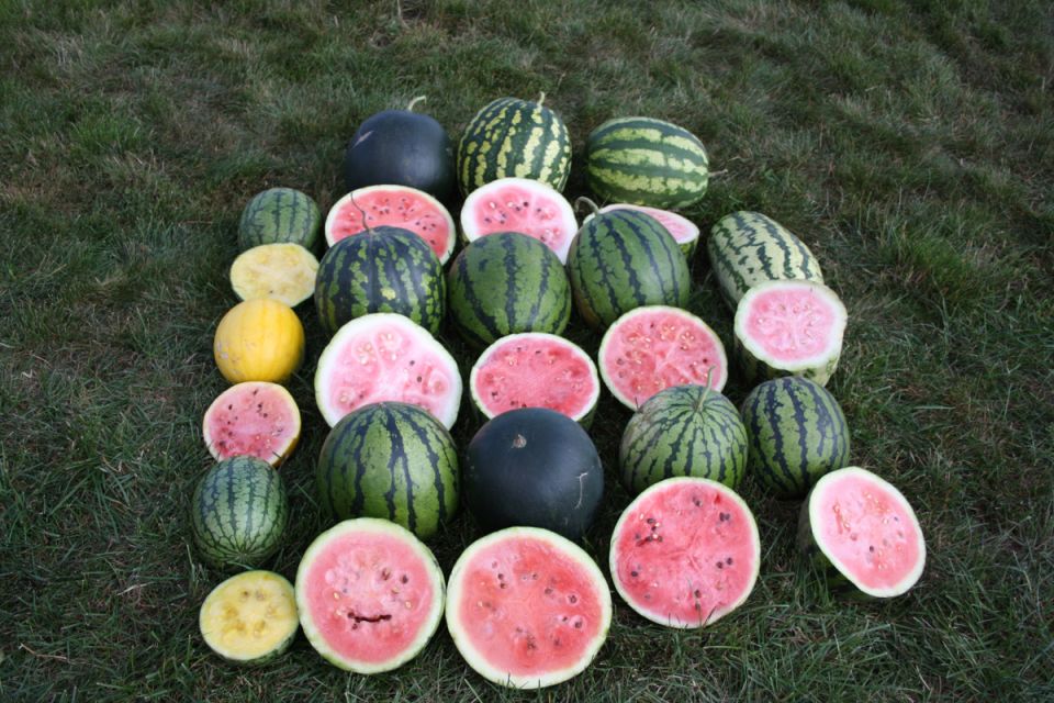 Как правильно подкармливать арбузы и дыни в августе для богатого урожая