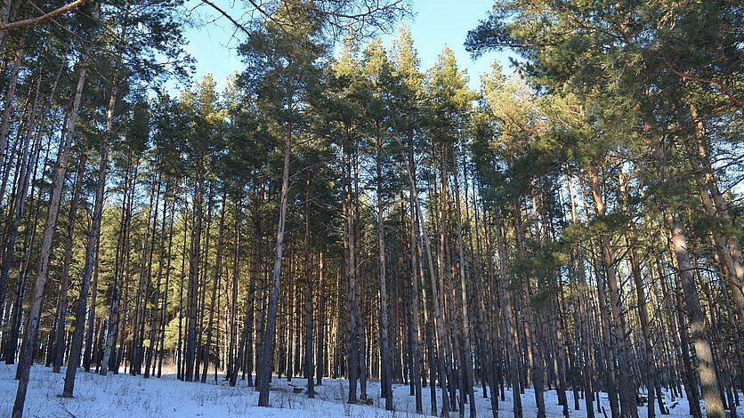 � ��������� ������� � 2026 ���� ��������� ������������ 60 �������� ����