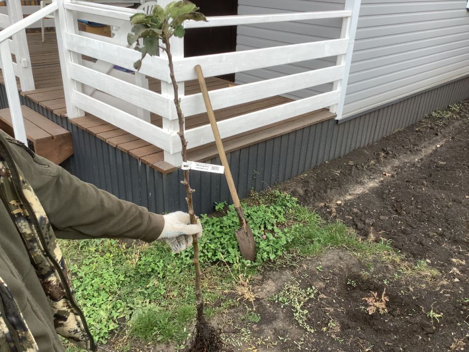 Как правильно сажать плодовые деревья осенью: советы и рекомендации