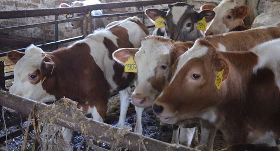 В Орловской области увеличилось производство молока и яиц