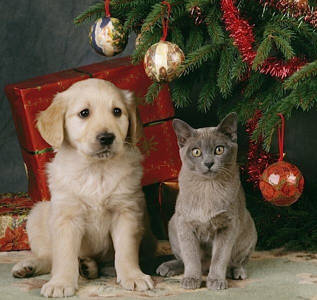 Животные учат нас радоваться жизни: 10 новогодних советов от пушистых друзей