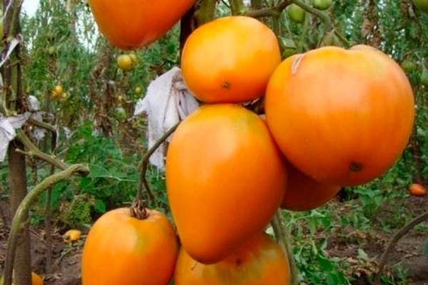 Золотое сердце: Как вырастить идеальные томаты для вашего участка