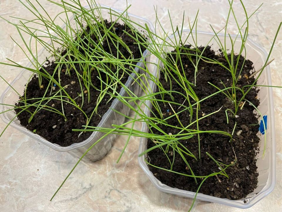 Как быстро вырастить идеальную рассаду лука Эксибишен