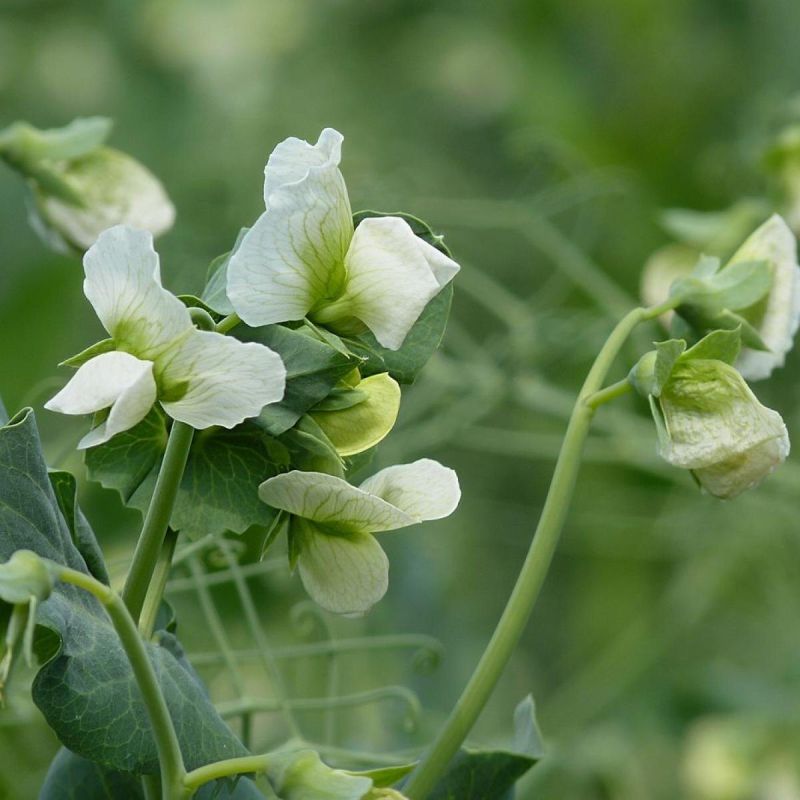 ������� �������� ��������� ������ ��� �������� ������