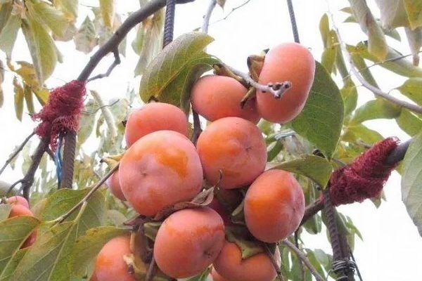 Хурма Дар Софиевки: Как вырастить эту сладость в своем саду