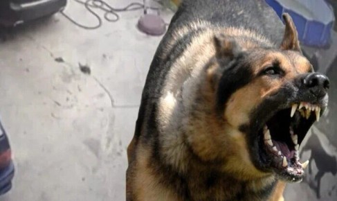 Суд обязывает мужчину заплатить за укус собаки, которую он подкармливал