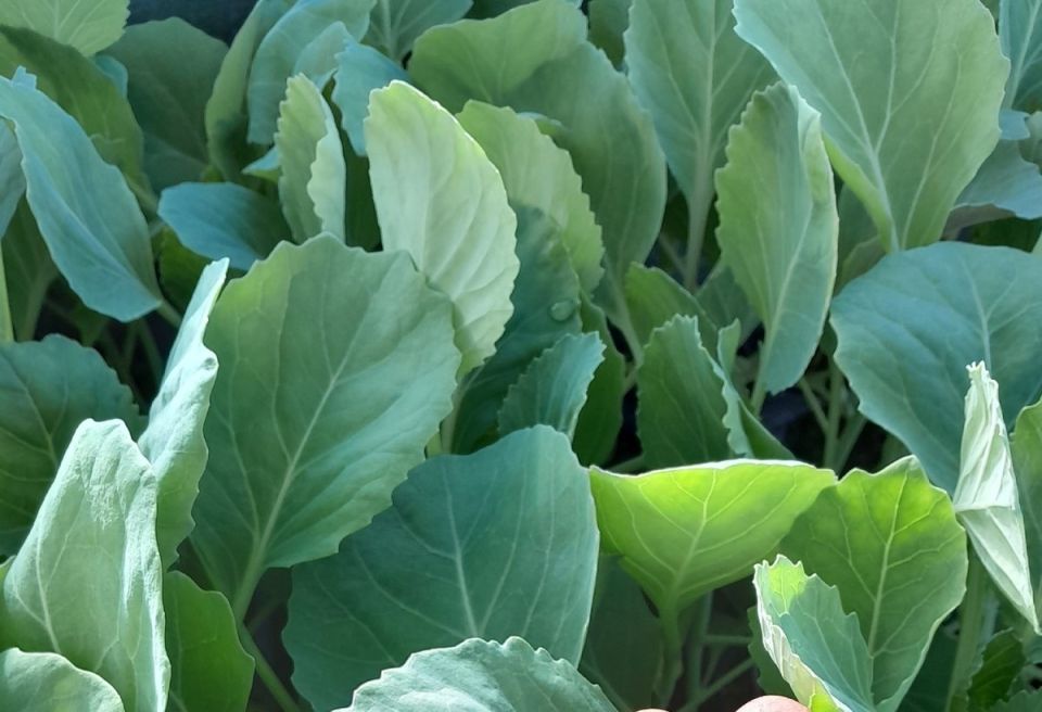 ��� ��������� ������� ������� �������: ������ ������ � ������