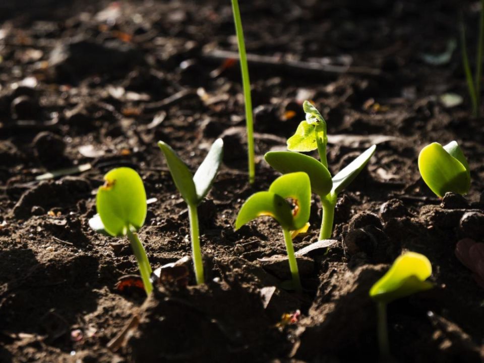 ���������� ������ ������ �� ��������: ������ ������� �� ����� �������