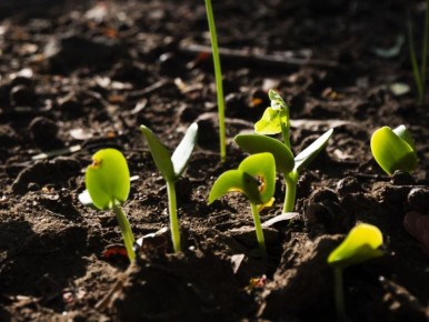 ���������� ������ ������ �� ��������: ������ ������� �� ����� �������