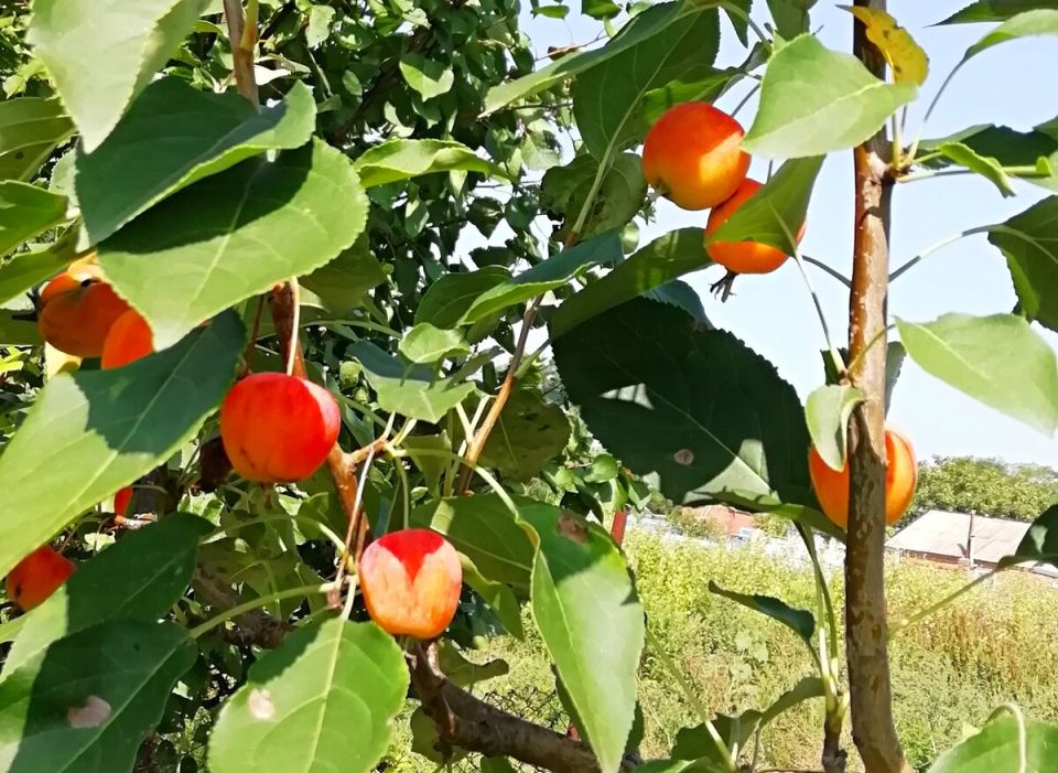 Неудачные эксперименты с яблоками: от компота до варенья