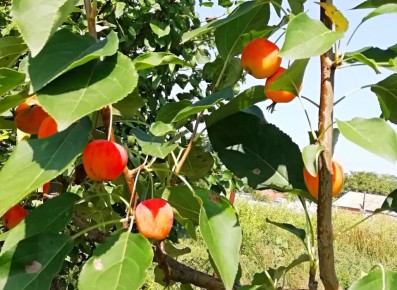 ��������� ������������ � ��������: �� ������� �� �������