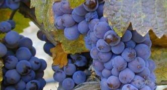 ���������� ��� ���� ����: �� ������������ �� ������� ������