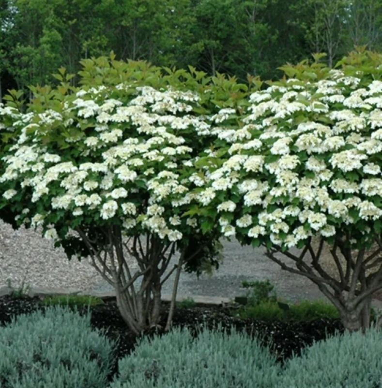 Калина: неожиданная находка в вашем саду