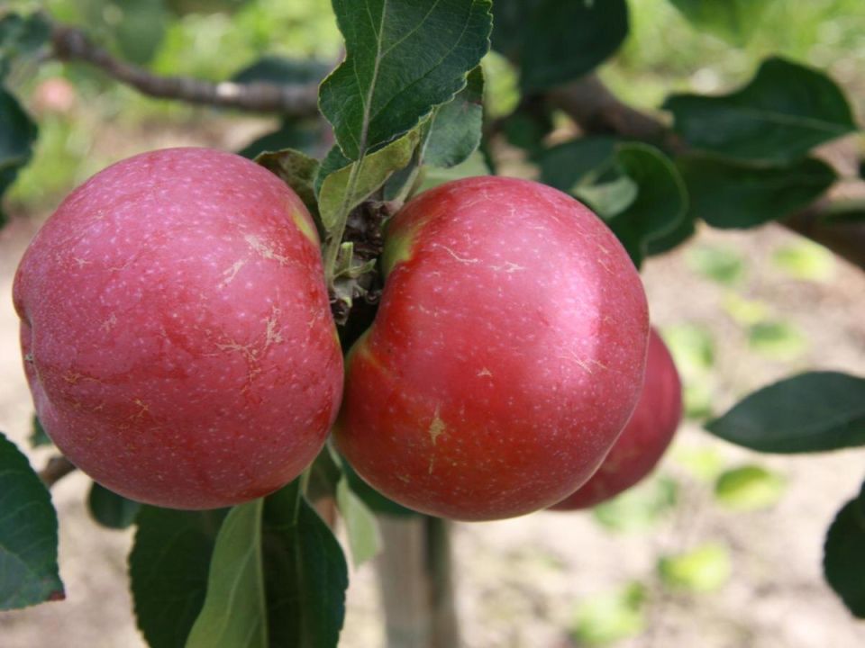 ������� �������� ��������� �������� �������� � ����