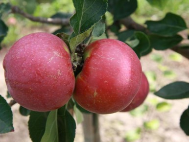 ������� �������� ��������� �������� �������� � ����