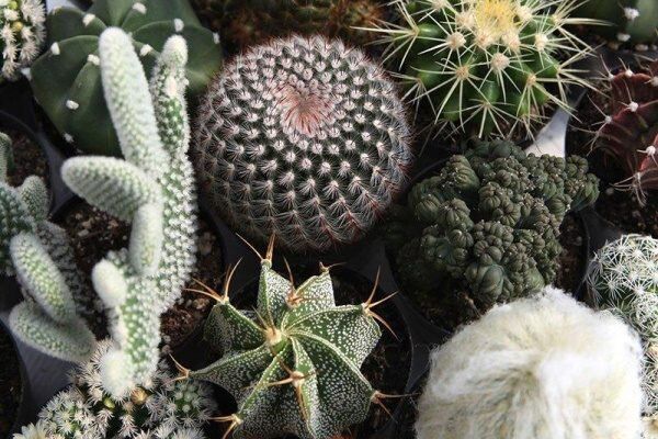 ��� ��������: �� �������� �������� �� ������ �����������