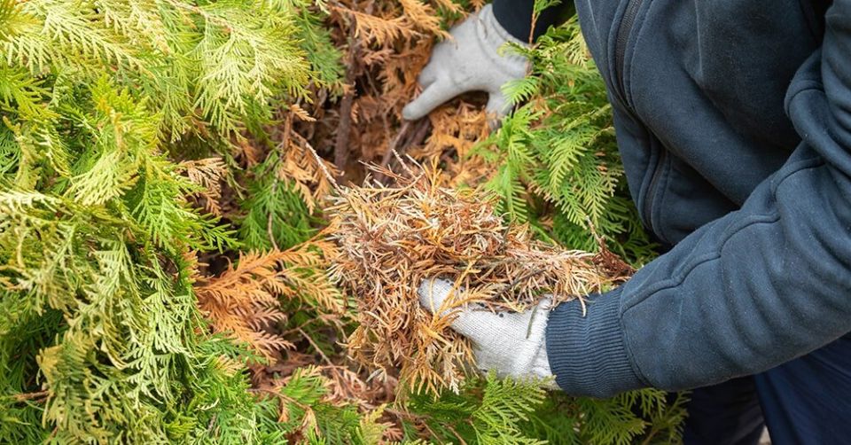 ������ ��� �������? ������� ������� � ������ �������