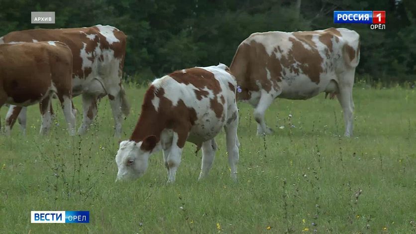 В Орловской области завели дело о растрате имущества в ОПХ "Красная звезда"