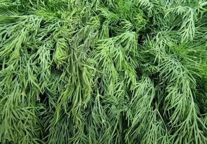 ���, ����� ��� ���������: ��� ������� ��� �������� ����������