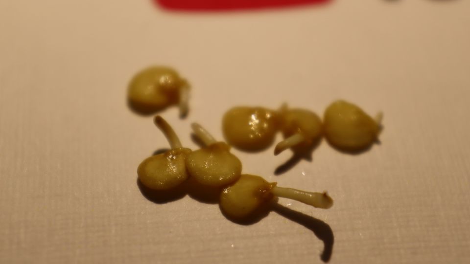 ������ ��������� ��� ������� �����: ������ �� 2026 ���