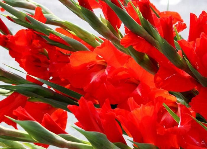 ��� ��������� ��������� �� ������������: ������ ��� ���������