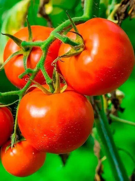 ����� �������: ��� ��������� ������������� ���� � ���������� ������