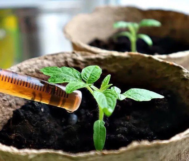 Как сделать вашу рассаду томатов крепкой и здоровой: секреты ухода