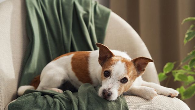 ��� ������, ���� �������� �������� ���������: ���� ������ �� ���������� ������