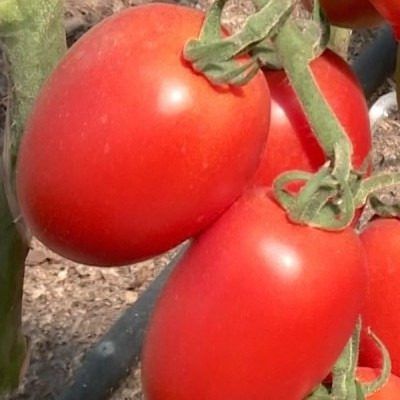 ����� �����: ��������� ����� ��� ���������� ����