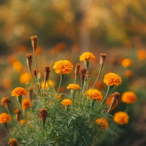 Как собрать семена бархатцев: практическое руководство для садоводов