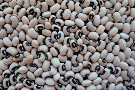 Правила выращивания фасоли Чёрный глаз