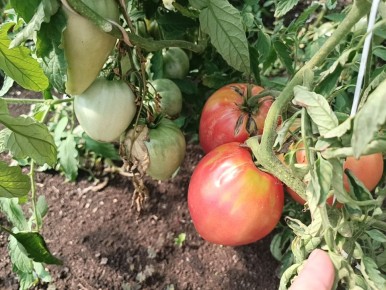 ������ ������� ���������: ����� ��������� ������������� ��������