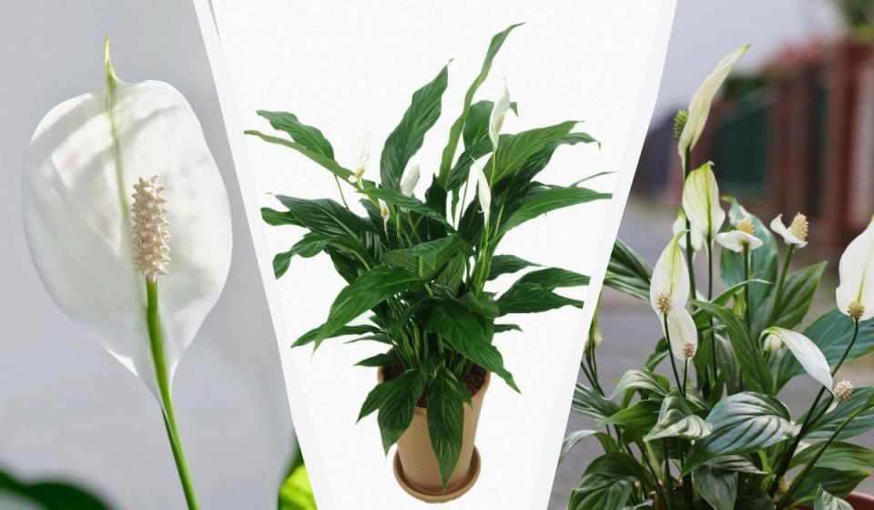 �����������: ��� ������, ��� �������� ����� ���������