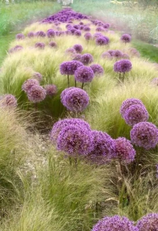 Тенистые уголки сада: лучшие луковичные растения для весеннего цветения