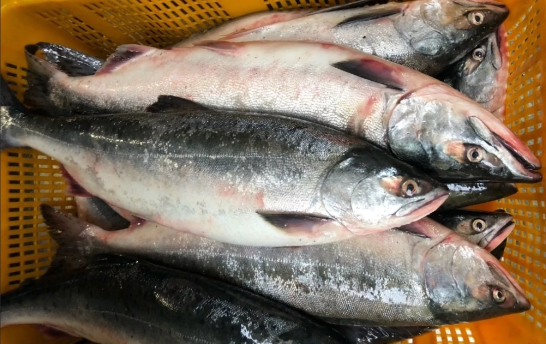 Как подготовить нежную слабосолёную горбушу за считанные минуты