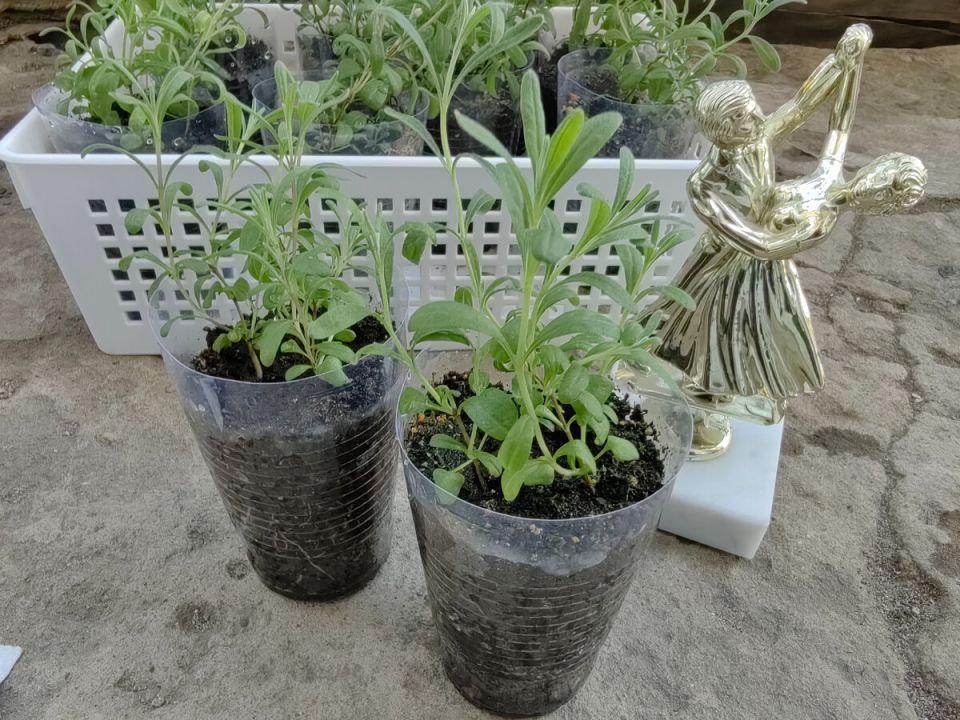 ������ ����� ��������� ������� ������� �� ���� ����������� ���������