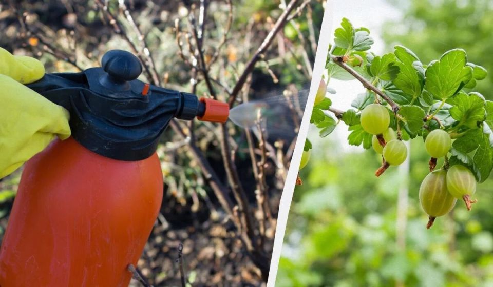 �������� ���� �� �����������: ����������� ������ ��� �����