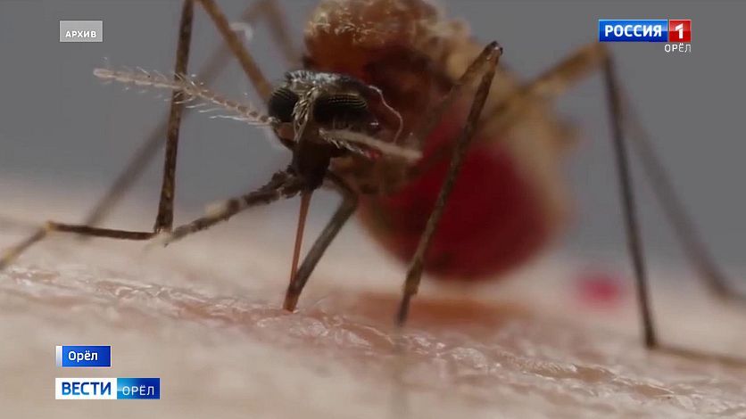 В Орловской области спрогнозировали нашествие насекомых грядущей весной