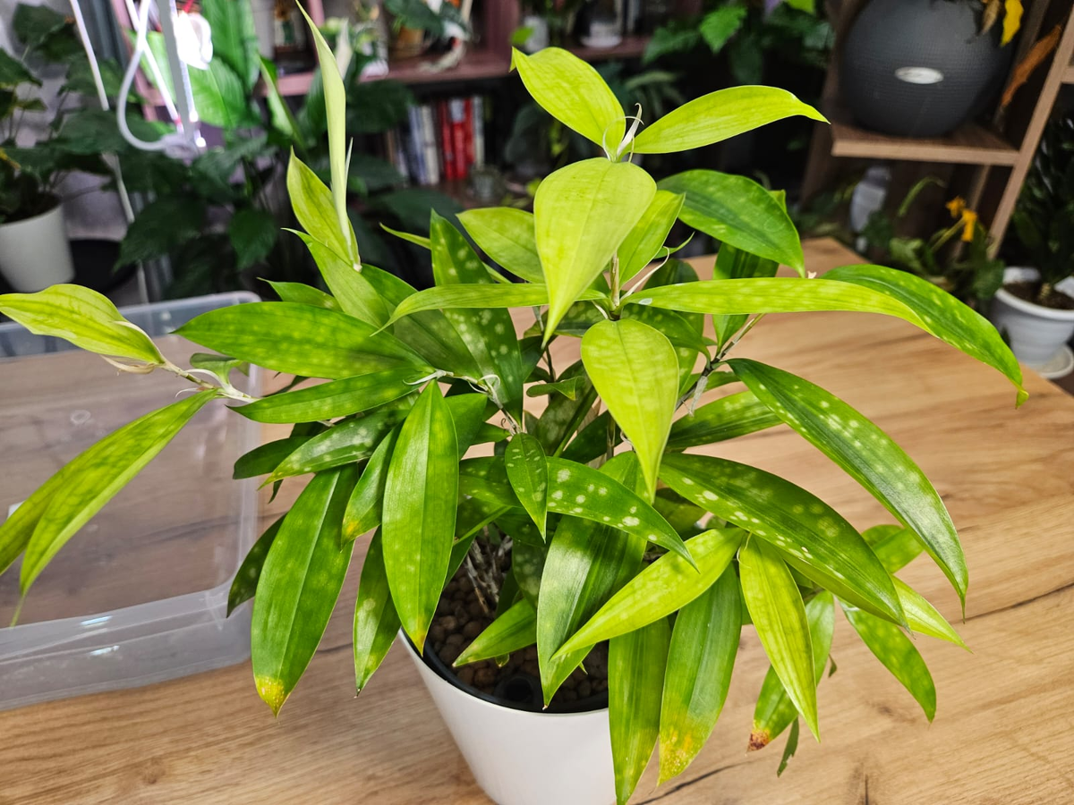 Увидел в горшке флористический оазис — как я спас драцeну и что делать сразу, чтобы не потерять растение