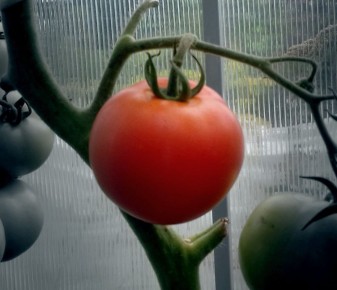 � ������� ���������� �����: ��� ����� �������� ������������� ������������� ��� ��������