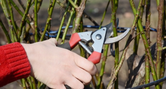 Как из 12 черенков получилось 53 розы: простой осенний лайфхак с песком