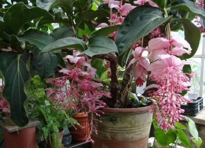 Моя мединилла расцвела через месяц: 6 простых правил, которые сработали