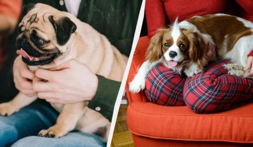 6 неприхотливых собак: едят всё, редко болеют и идеально подходят новичкам