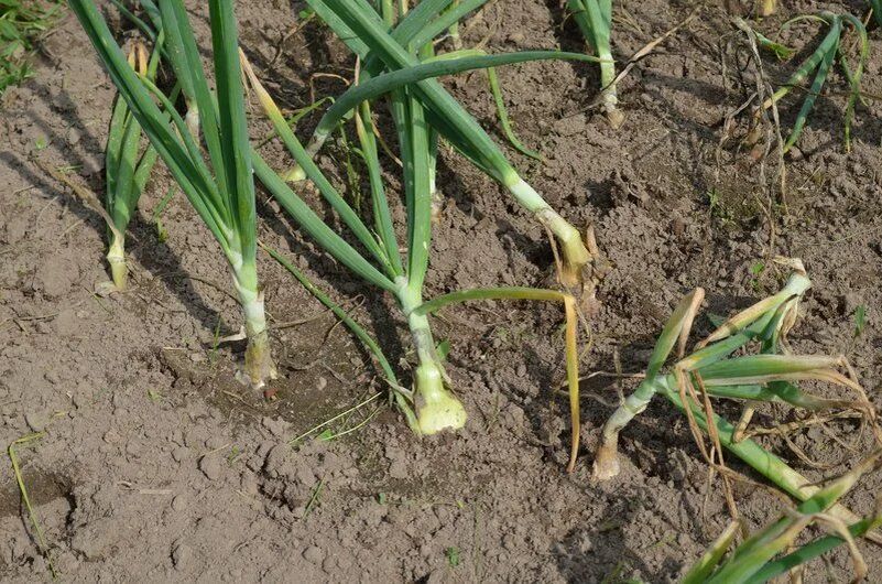 5 ���� �� ������ ����: 3 ������� �����, ����� �� �������� ��� ����