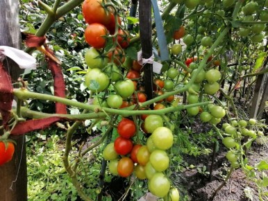 ����� ������� ����� ���� ������ F1� � ��������� ������