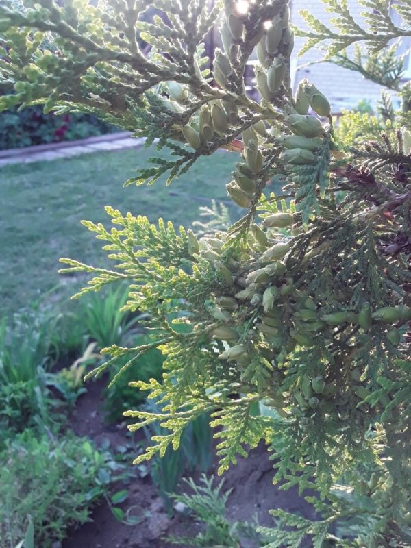 ������ ���� ���: ��� ��� ����������� ��� ��� � ��� �����