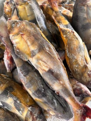 Терпуг на вашем столе: Как выбрать и приготовить эту деликатесную рыбу