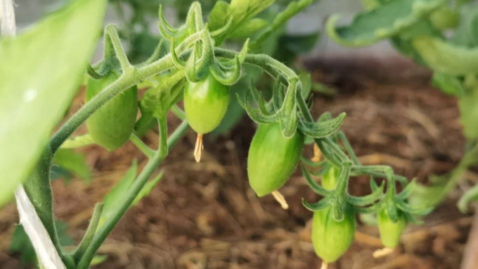 ��� � �������� ������ ������� � ��� ���� ����� �� 28 ������: ��������� �������